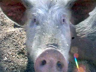 Гигантская свинья из Китая весом 900 кг имеет все шансы войти в Книгу рекордов Гиннеса. По сообщению китайского агентства Xinhua, умершее от недостатка физической активности в возрасте 5 лет животное на 200 кг тяжелее предыдущей рекордсменки