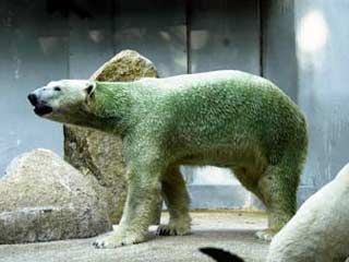Жизнь во влажных тропиках обернулась серьезными проблемами с внешностью для двух полярных медведей, живущих в сингапурском зоопарке - они позеленели