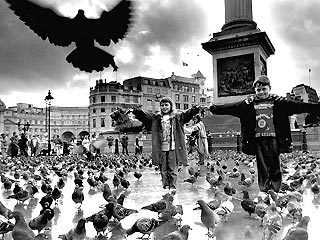 Высокий суд Лондона рассмотрит иск по вопросу кормления голубей на Трафальгарской площади