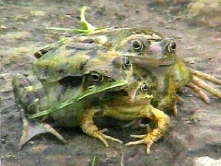 На лужайке детского сада в английском графстве Сомерсет была обнаружена лягушка-мутант
