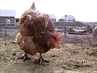 Белорусская курица снесла самое большое яйцо в мире, побив кубинскую рекордсменку