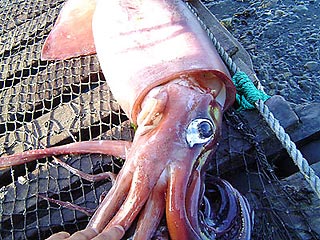 Чили переживает настоящее вторжение огромных головоногих: сотни прожорливых гигантских кальмаров, которые обычно обитают в глубинах открытого океана, начали охотиться в мелких прибрежных водах - к ужасу рыбаков и удивлению ученых