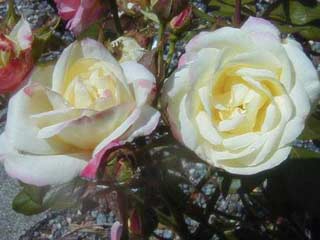 В Ашхабаде посадят 6 миллионов кустов роз