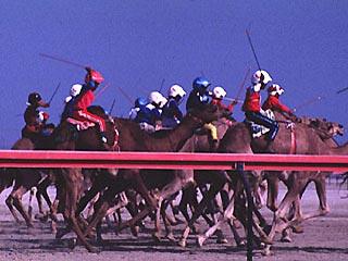 Верблюжьи гонки - излюбленный вид спорта в Персидском заливе, однако с ними было связано немало скандалов. Организаторов обвиняют в том, что в качестве жокеев они используют маленьких детей из семей иммигрантов из Бангладеша, Шри-Ланки и Пакистана