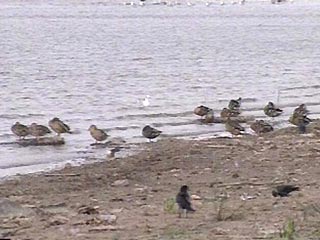 Несколько мертвых птиц - ворон и грачей - обнаружено рыбаками на берегу озера Лотос в Хасанском районе Приморского края, недалеко от реки Туманган и северокорейской границы