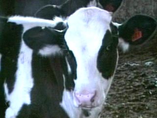 Стадо коров украли и зарезали в Подмосковье