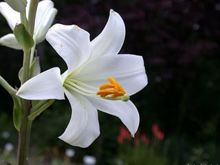 Этот прекрасный цветок растет и в других местах в мире, однако для многих христиан важно получить лилию, выращенную именно в Святой Земле  Фото: gartendatenbank.de