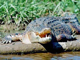 Бывший австралийских охотник на крокодилов спас маленькую девочку из пасти трехметрового аллигатора, запрыгнув ему на спину и выдавив левый глаз