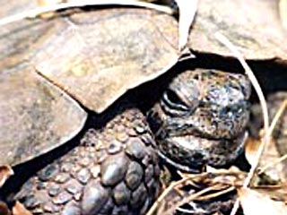 В Великобритании в возрасте 160 лет скончалась черепаха "Тимоти" - героиня Крымской войны