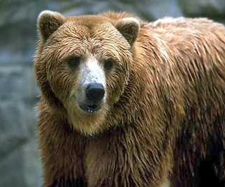 Крупнейшие на Камчатском полуострове хищники - бурые медведи начали подниматься после зимней спячки