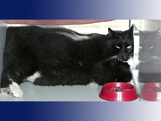 Немецкий кот, страдающий ожирением, объявил голодовку. Кот недоволен тем, что его разлучили с хозяином и поместили в приют для животных. Хозяин же отправился в дом престарелых