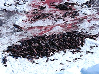 В Канаде началось массовое уничтожение тюленей