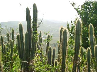 Мексика может лишиться одного из своих национальных символов - кактуса. Более 800 видов этих растений находятся на грани исчезновения как по экологическим причинам, так и "благодаря" их нелегальному вывозу иностранными туристами