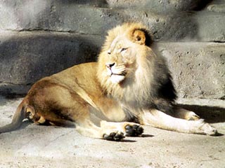 День Льва будет отмечаться в московском зоопарке 4 мая, сообщили в пресс-службе зоопарка
