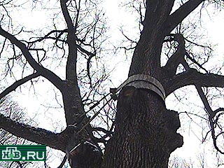 В Белгородской области успешно завершена операция по спасению уникального дуба