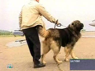К Аслану Абашидзе в Москву привезут его любимую собаку Басмача