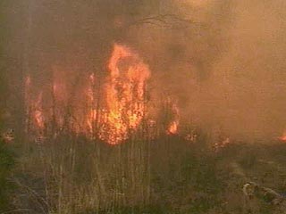 В Курганской области по фактам лесных пожаров возбуждено 46 уголовных дел