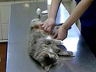 Суд прекратил уголовное дело против ветеринара, который использовал кетамин при операции кошке