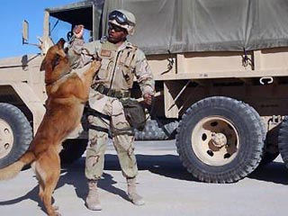 Американское командование в Ираке старается сберечь жизни не только вверенных ему людей, но и животных