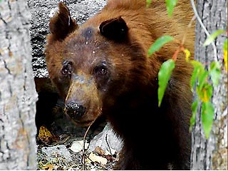 Из Литвы иммигрирует последний медведь