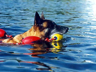 На Алтае состоится заплыв собак-моржей