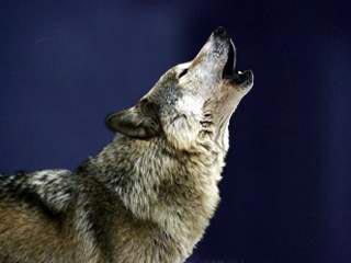 Музей Тамбовского волка откроется в университете города