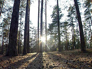 В прошлом году в Московской области было 369 случаев, когда леса лишились статуса охраняемых или были вырублены. Экологи боятся, что даже самые ценные в историческом плане места находятся в опасности, пишет в четверг английская газета The Guardian
