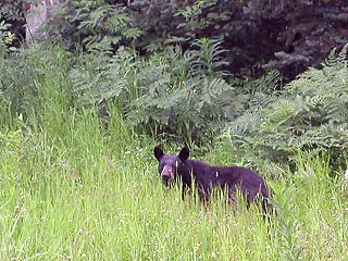На юге Сахалина охотники застрелили медведя, который накануне загрыз местного жителя