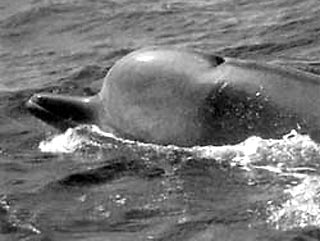 На западном побережье острова Беринга Командорской гряды выбросился кит-клюворыл
