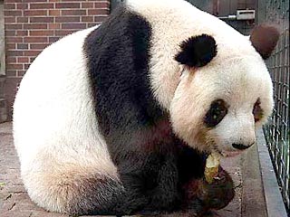 В Китае панда по имени Hua Mei забеременела после того, как несколько часов просматривала "зверское порно" по телевизору
