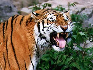 Нападение амурского тигра на человека со смертельным исходом произошло в Хабаровском крае, в низовьях реки Анюй