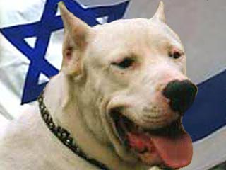 В Израиле вводятся жесткие правила ввоза в страну и содержания и бойцовских собак