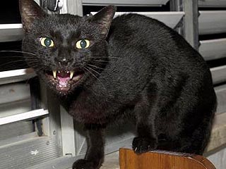 Черная пантера, которая сеяла панику на юге Франции, оказалась черным котом