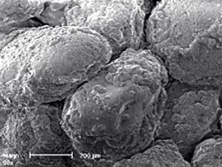 Удалось открыть бактерии, которые, если их смешать с обычным песком, формируют вокруг каждой песчинки естественный слой органического "цемента". Через некоторое время песок превращается в единый прочный монолит, по виду напоминающий естественный песчаник