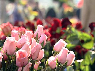 Россия временно запретила ввозы цветов из Нидерландов