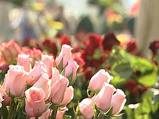 Российские власти ввели запрет на импорт цветов из Нидерландов
