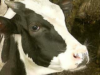 В Бразилии от инфаркта умерла клонированная корова