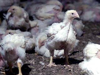 В Китае зафиксирована новая вспышка птичьего гриппа