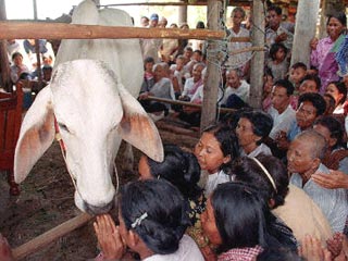 В Камбодже появилась исцеляющая корова