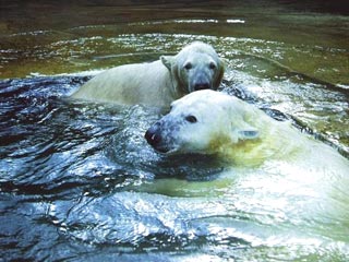В Эстонии белый медведь откусил руку посетителю зоопарка