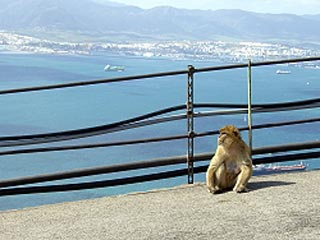 В четверг британский Национальный Архив опубликовал бывшие ранее секретными документы, в которых нашла отражение озабоченность британского правительства проблемами размножения колонии обезьян на Гибралтаре