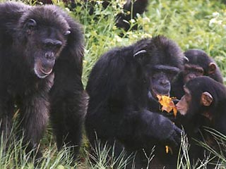 Японские и британские ученые нашли новое доказательство развитого интеллекта у шимпанзе - подверженность заражаться зевотой