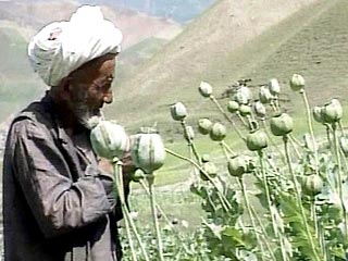 В Афганистане в этом году будет собран рекордный урожай опийного мака