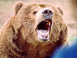 Медведица откусила руку 5-летнему мальчику в парке Днепропетровска