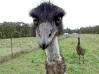В ЮАР из-за птичьего гриппа убьют 30 тысяч страусов