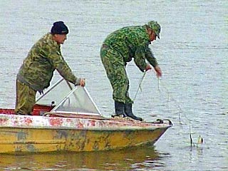 Установлено, что подозреваемый и двое потерпевших на реке Тауй в течение месяца занимались браконьерской добычей тихоокеанского лосося