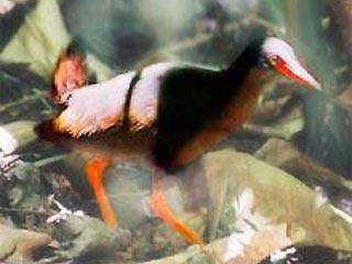 На Филиппинах обнаружен неизвестный науке вид нелетающих птиц с ярко-красным клювом и темным оперением