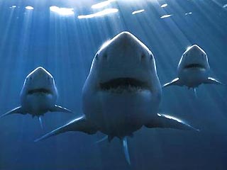 В 2003 году около берегов Калифорнии появились огромные стаи акул, некоторые из которых нападали на людей. Затем акулы-убийцы исчезли