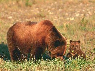 Медведица с медвежонком вызвали переполох, появившись в детском туристическом лагере "Данко", разбитом на берегу озера Айруп на юго-востоке Сахалина