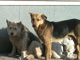 В Москве проведут массовую стерилизацию бездомных собак и кошек